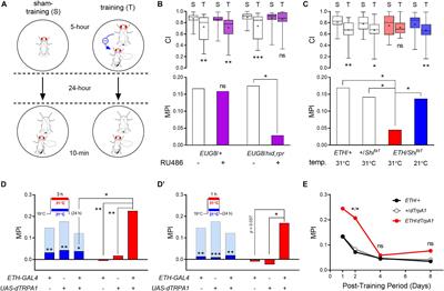 Regulation of Drosophila Long-Term Courtship Memory by Ecdysis Triggering Hormone